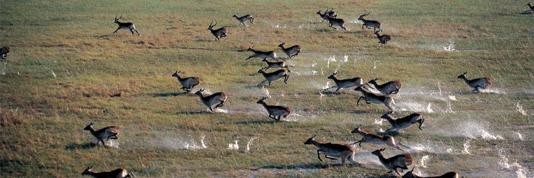 Lake Bangweulu Wetlands & Swamps