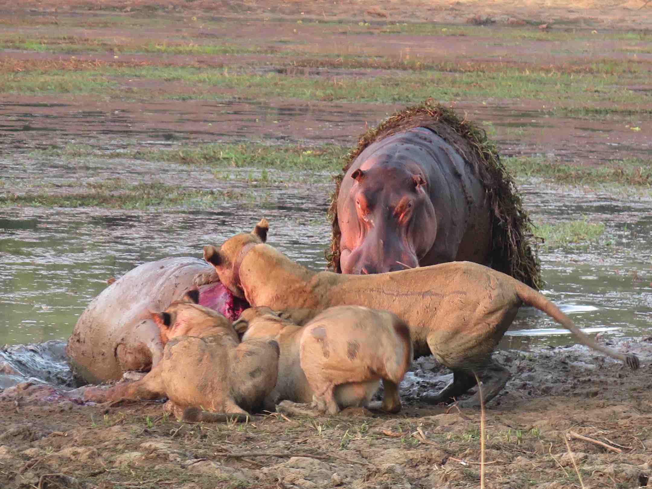 South Luangwa lions developing a taste for hippo